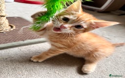 Mixed Breed cats for sale: Adorable bengal & tabby mix kittens - Image 27