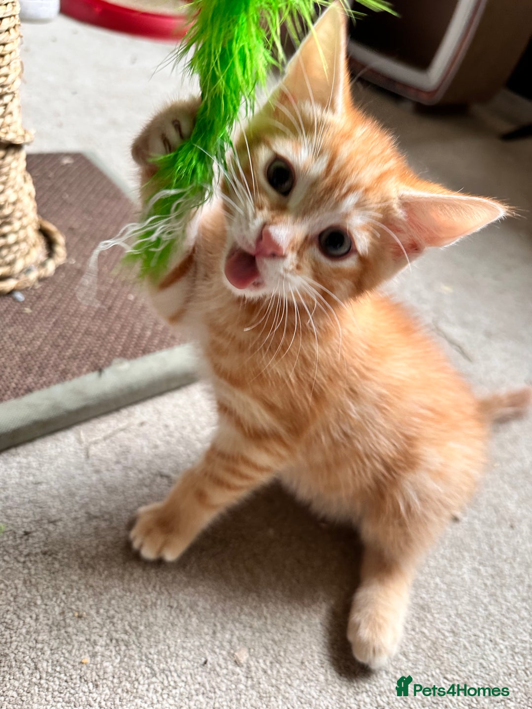 Mixed Breed cats for sale: Adorable bengal & tabby mix kittens - Image 27