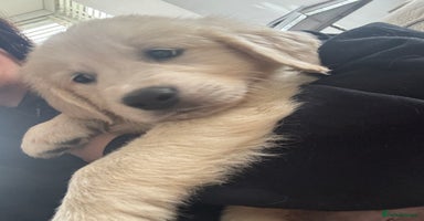 Golden Retriever dogs - Advert 5