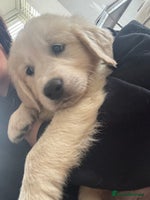 Golden Retriever dogs - Advert 3