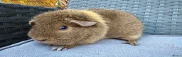 Guinea Pig rodents for sale: Sows mixed ages & breeds - Advert 6