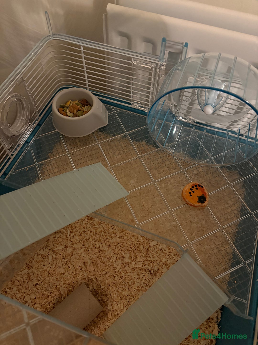 Hamster rodents for sale: Male Russian Dwarf Hamster - Image 3