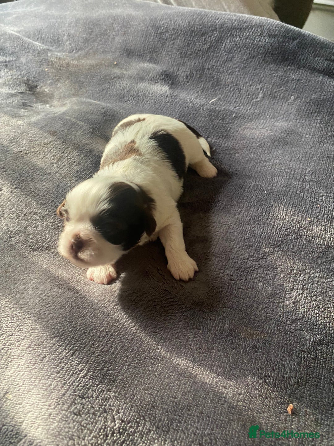 Shih Tzu dogs for sale: Shih tzus puppy for sale - Image 3