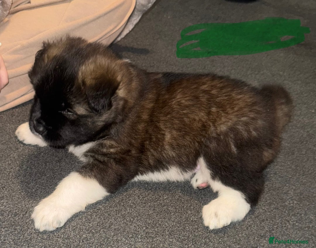 Akita dogs for sale: Akita puppies for sale  - Advert 13