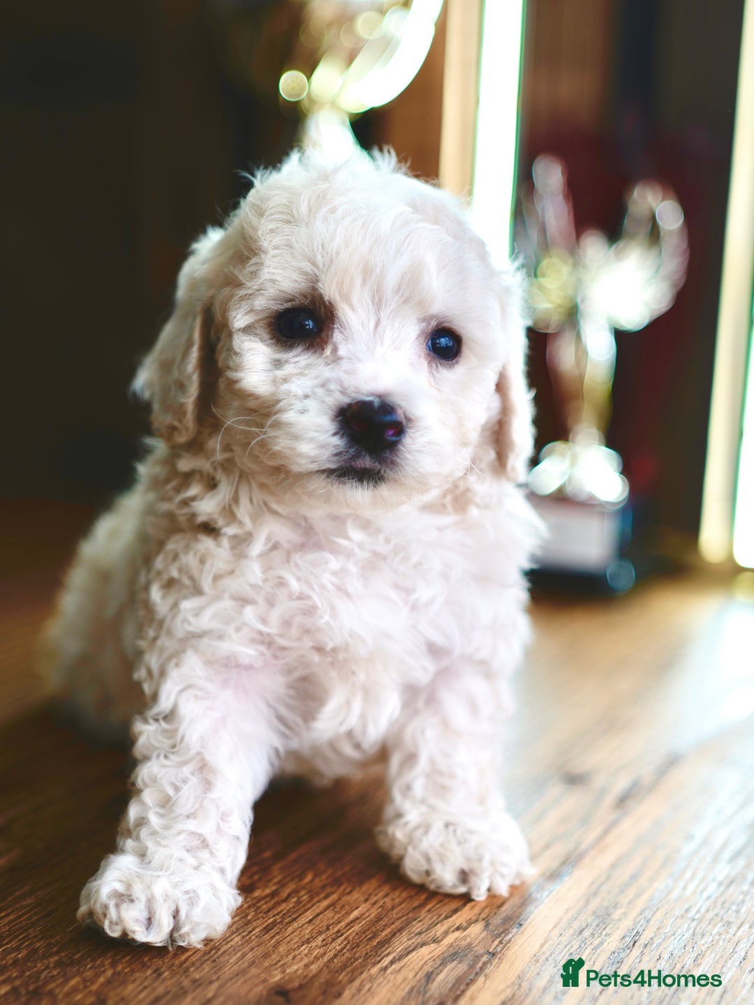 Maltipoo dogs for sale: Maltipoo mini boys and girls - Image 4
