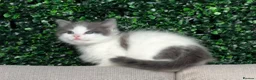 Ragdoll cats for sale: 🐾 5 Beautiful Ragdoll Cross Kittens 🐾 in Southampton - Advert 22