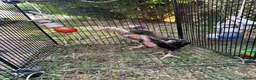 Chickens poultry for sale: Amazing 6 aseel chic from pure blood - Advert 8