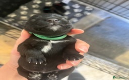 Miniature Schnauzer dogs for sale: Adorable Miniature Schnauzers - Image 15