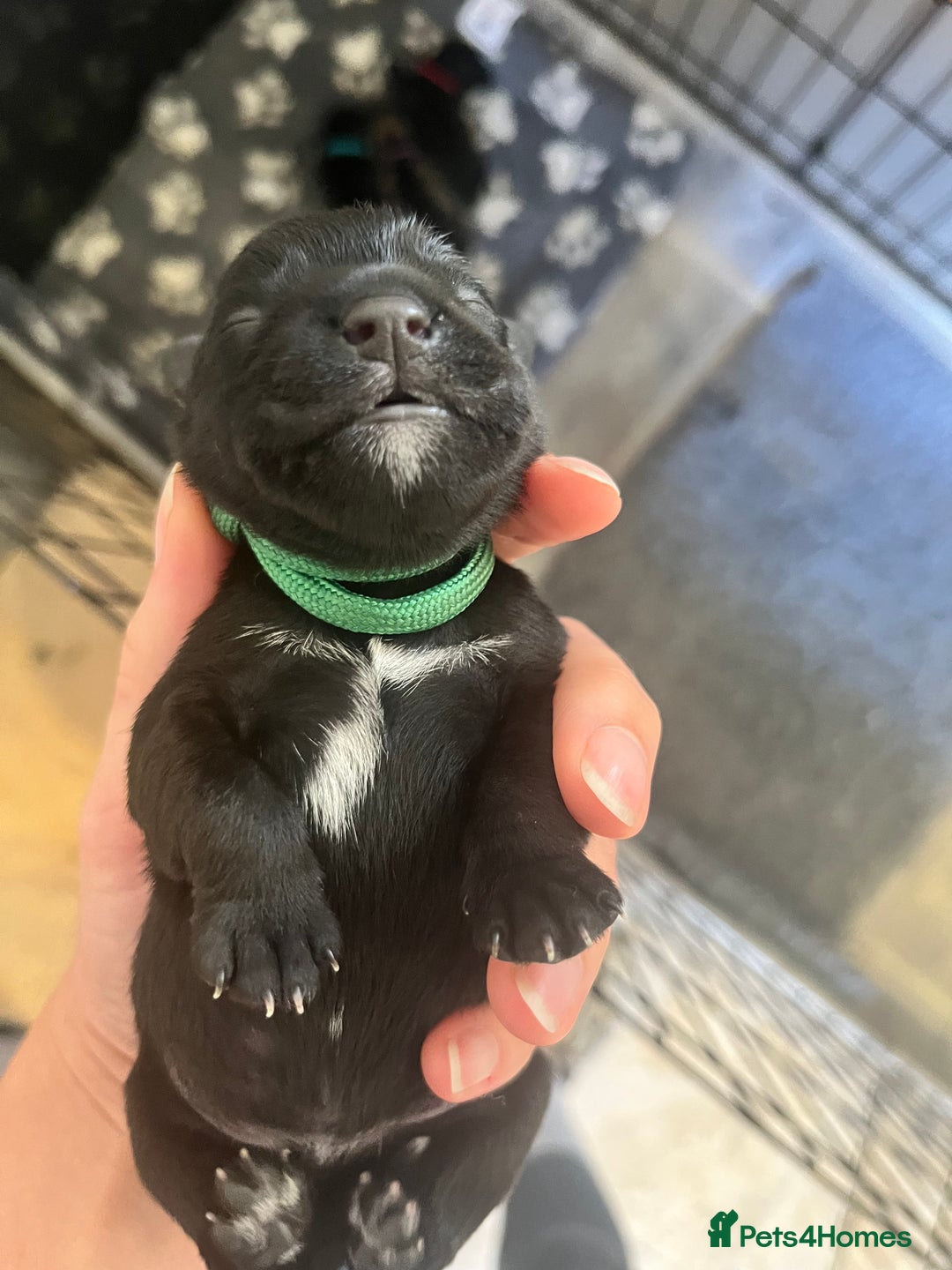 Miniature Schnauzer dogs for sale: Adorable Miniature Schnauzers - Image 15