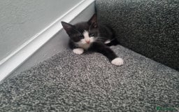 American Shorthair cats for sale: Kittens for sell, ready to go now!  - Image 6