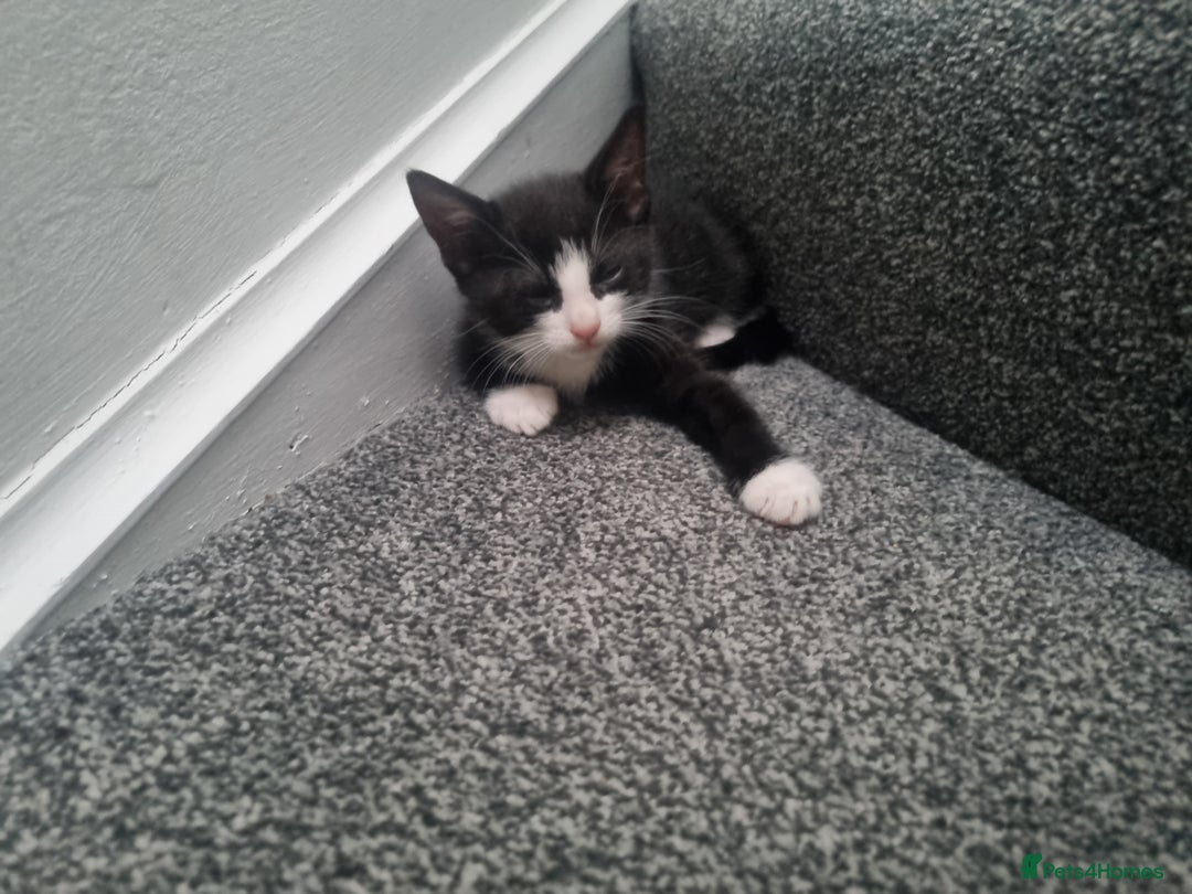 American Shorthair cats for sale: Kittens for sell, ready to go now!  - Image 6