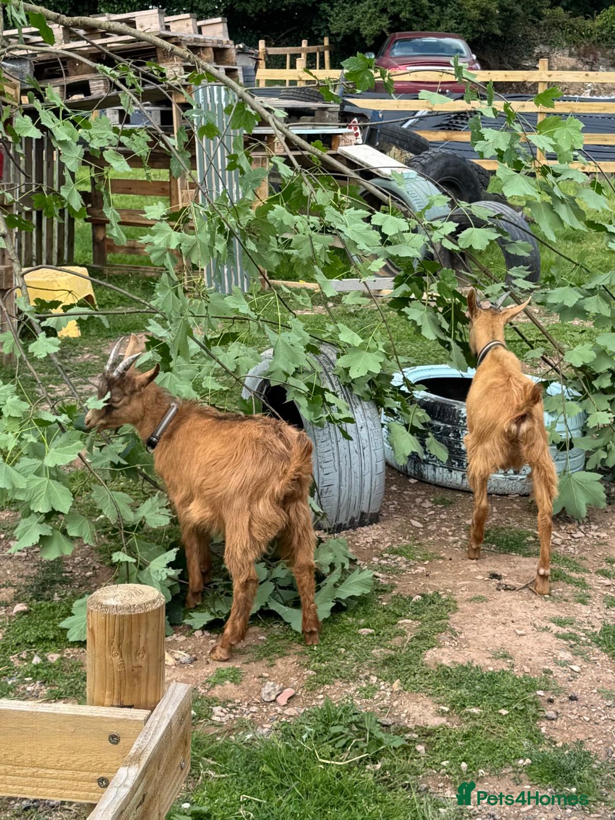 Goats livestock Two males goats - Advert 17