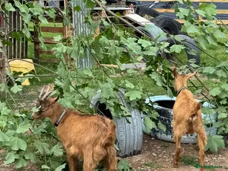 Goats livestock Two males goats - Advert 17