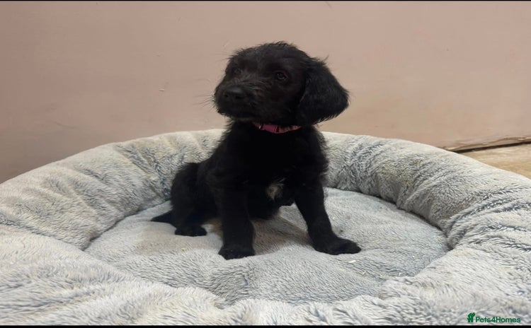 Labradoodle dogs Labradoodles  - Advert 7