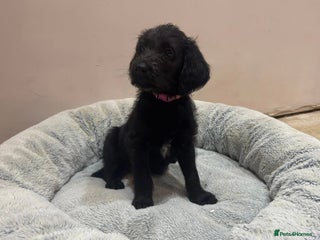 Labradoodle dogs Ready to go Labradoodle vaccinated & microchipped - Advert 1