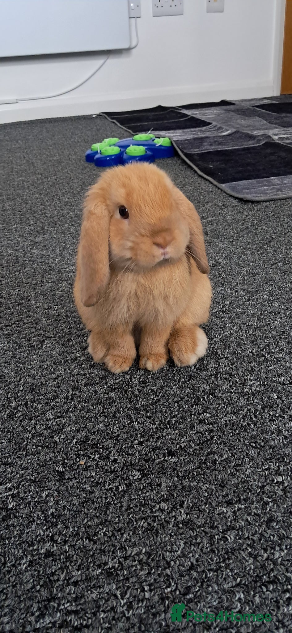 Mini Lop rabbits Neutered male. Need to re-home asap - Advert 20