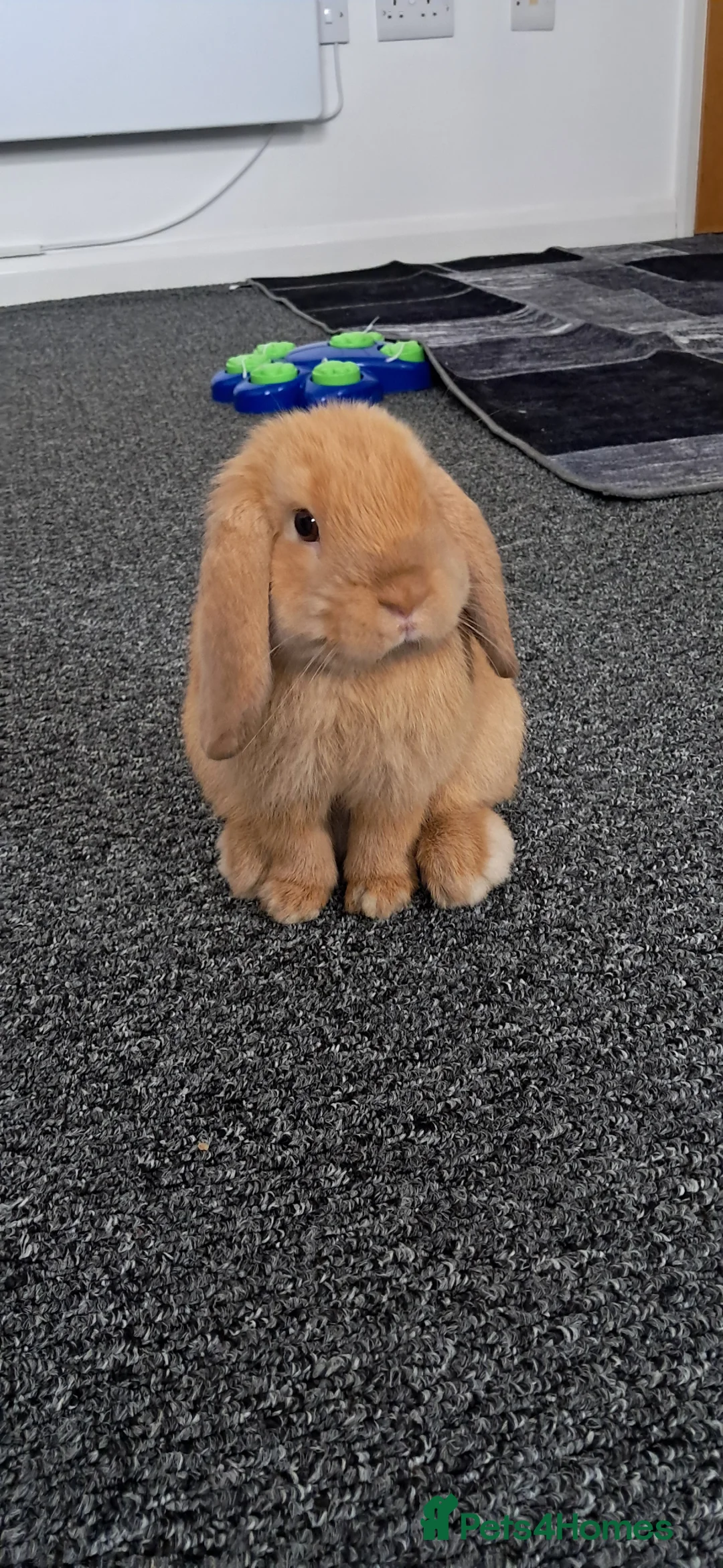 Mini Lop rabbits for sale: Neutered male. Need to re-home asap - Advert 1