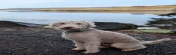 Bedlington Terrier dogs for stud: 2 year old bedlington terrier for stud - Advert 2