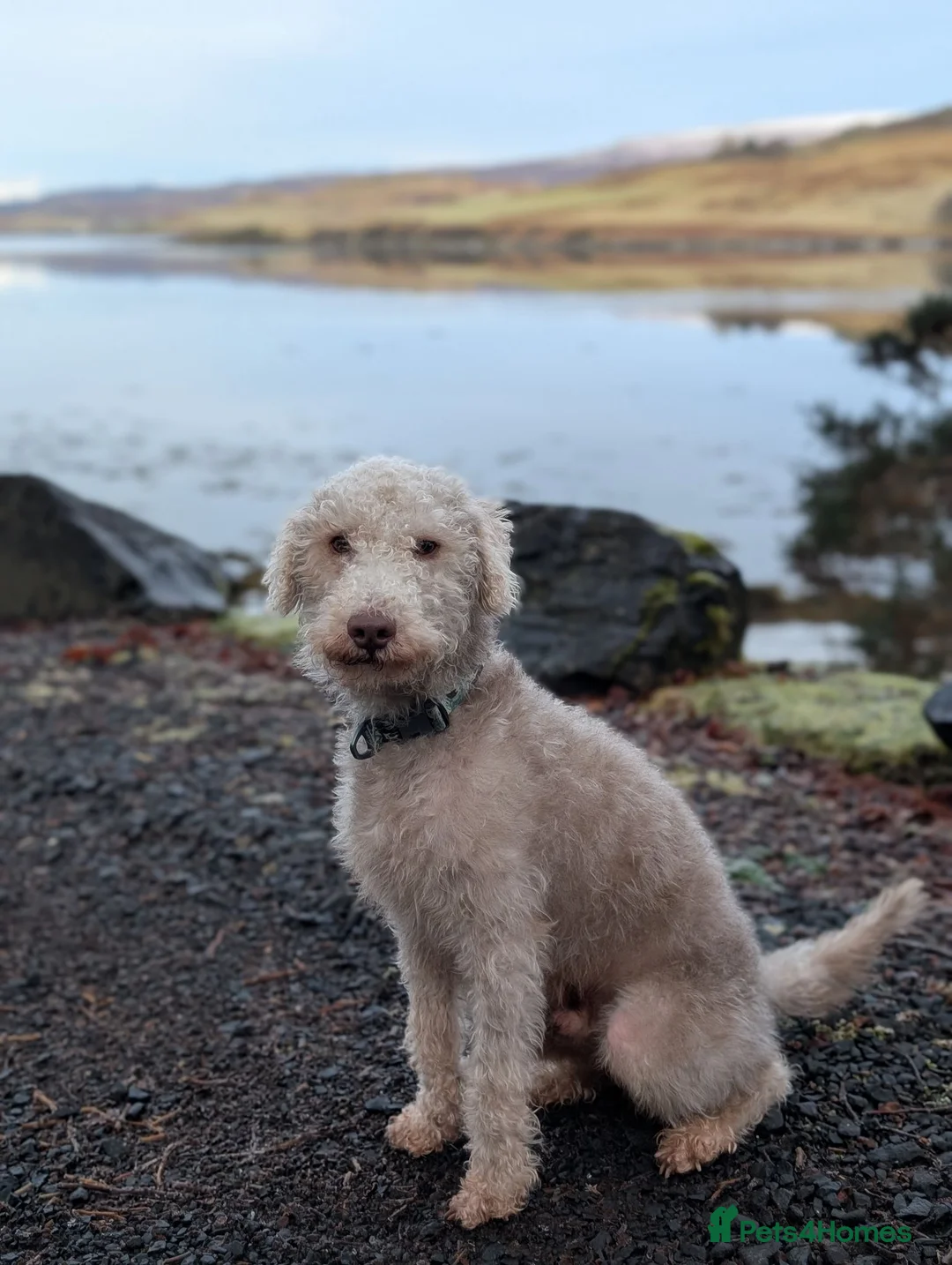 Bedlington Terrier dogs for stud: 2 year old bedlington terrier for stud - Advert 2