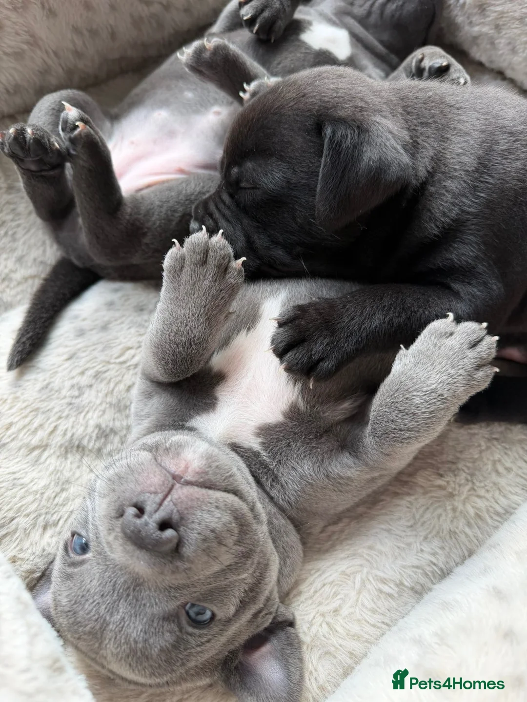 Staffordshire Bull Terrier dogs for sale: Staff puppies - Advert 2