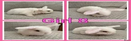 Mini Lop rabbits for sale: Mini lop babies  - Advert 8