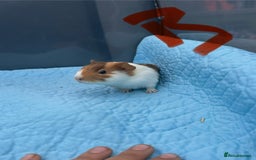 Guinea Pig rodents for sale: Baby guinea pigs  - Image 11