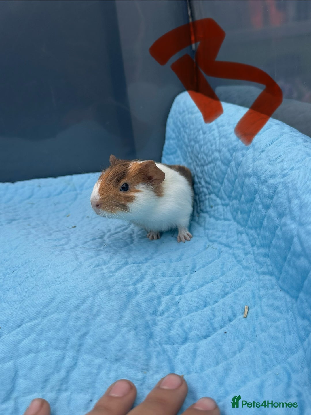 Guinea Pig rodents for sale: Baby guinea pigs  - Image 11
