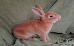Rex rabbits for sale: Show Quality Mini Rex Orange Buck - Image 4