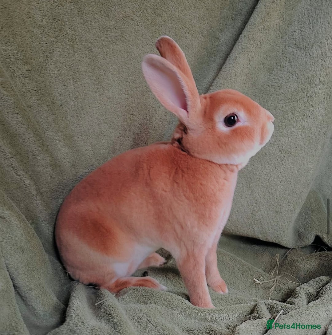 Rex rabbits for sale: Show Quality Mini Rex Orange Buck - Image 4