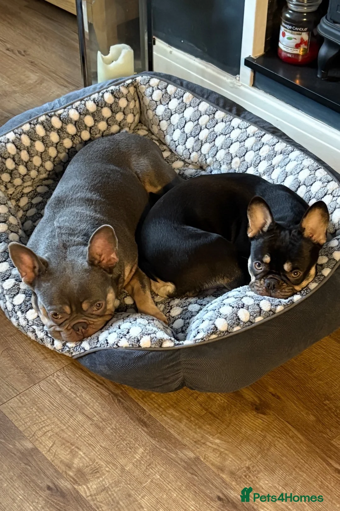French Bulldog dogs for sale: 4 beautiful French bulldogs - Advert 2