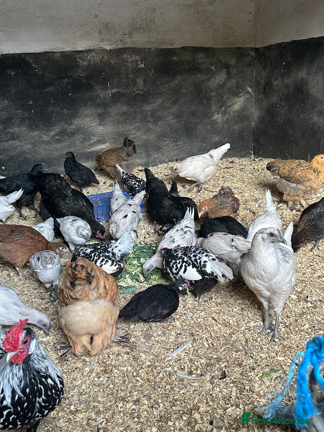 Chickens poultry for sale: Lots of Hens Poultry Chickens Available  - Image 2