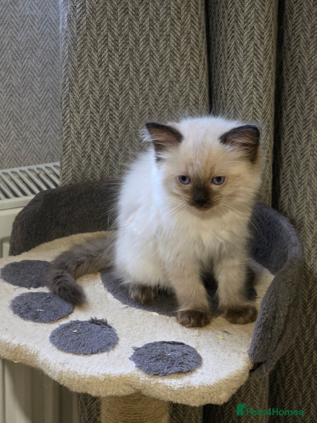 Ragdoll cats for sale: Beautiful Ragdoll kittens  - Image 4