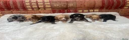 Cavalier King Charles Spaniel dogs for sale: Adorable Cavalier King Charles x Mini Poodle Pups - Advert 1