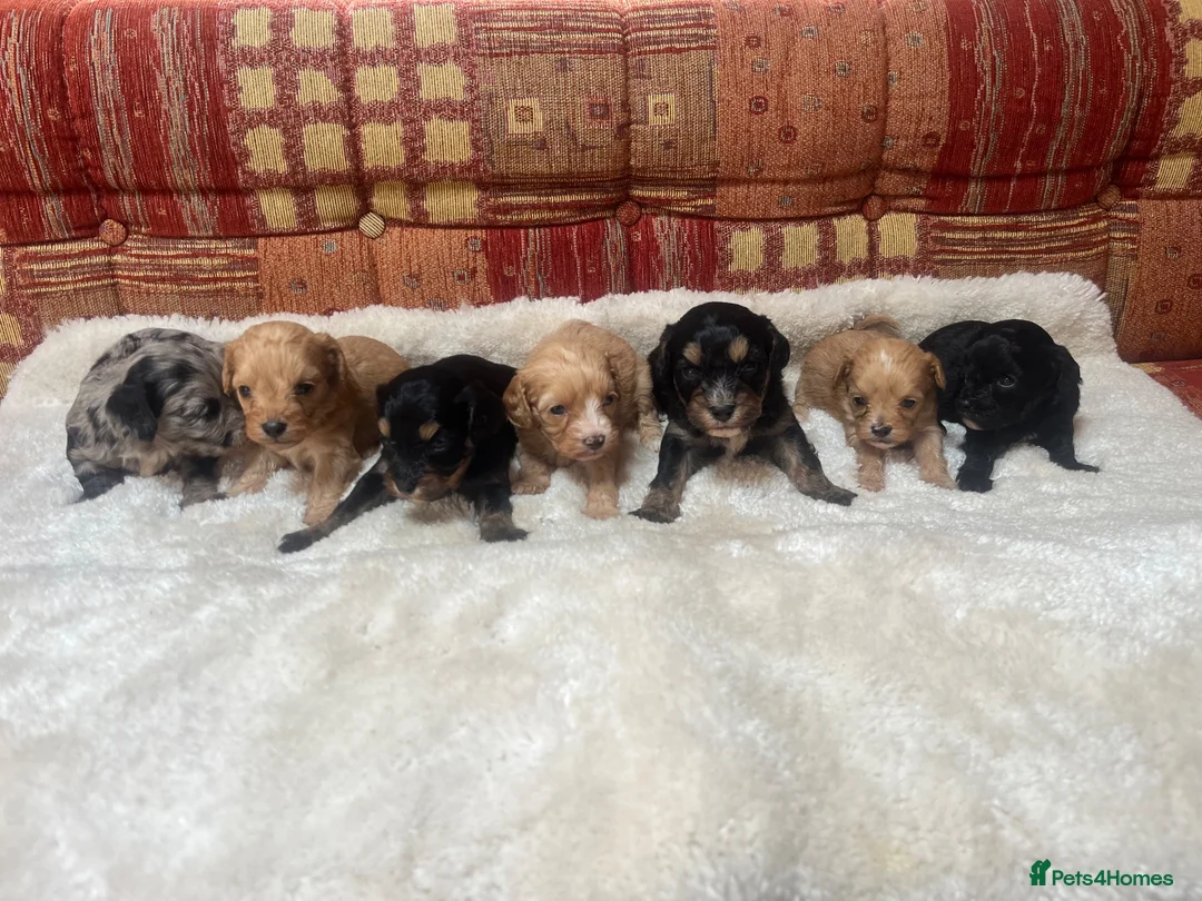 Cavalier King Charles Spaniel dogs for sale: Adorable Cavalier King Charles x Mini Poodle Pups - Advert 1
