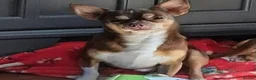 Chihuahua dogs for sale: Beautiful Chihuahua Pups - Advert 14