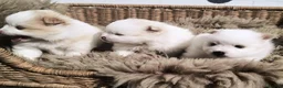Pomeranian dogs for sale: Beautiful Pomeranian Puppies – Harrow in Harrow - Advert 15