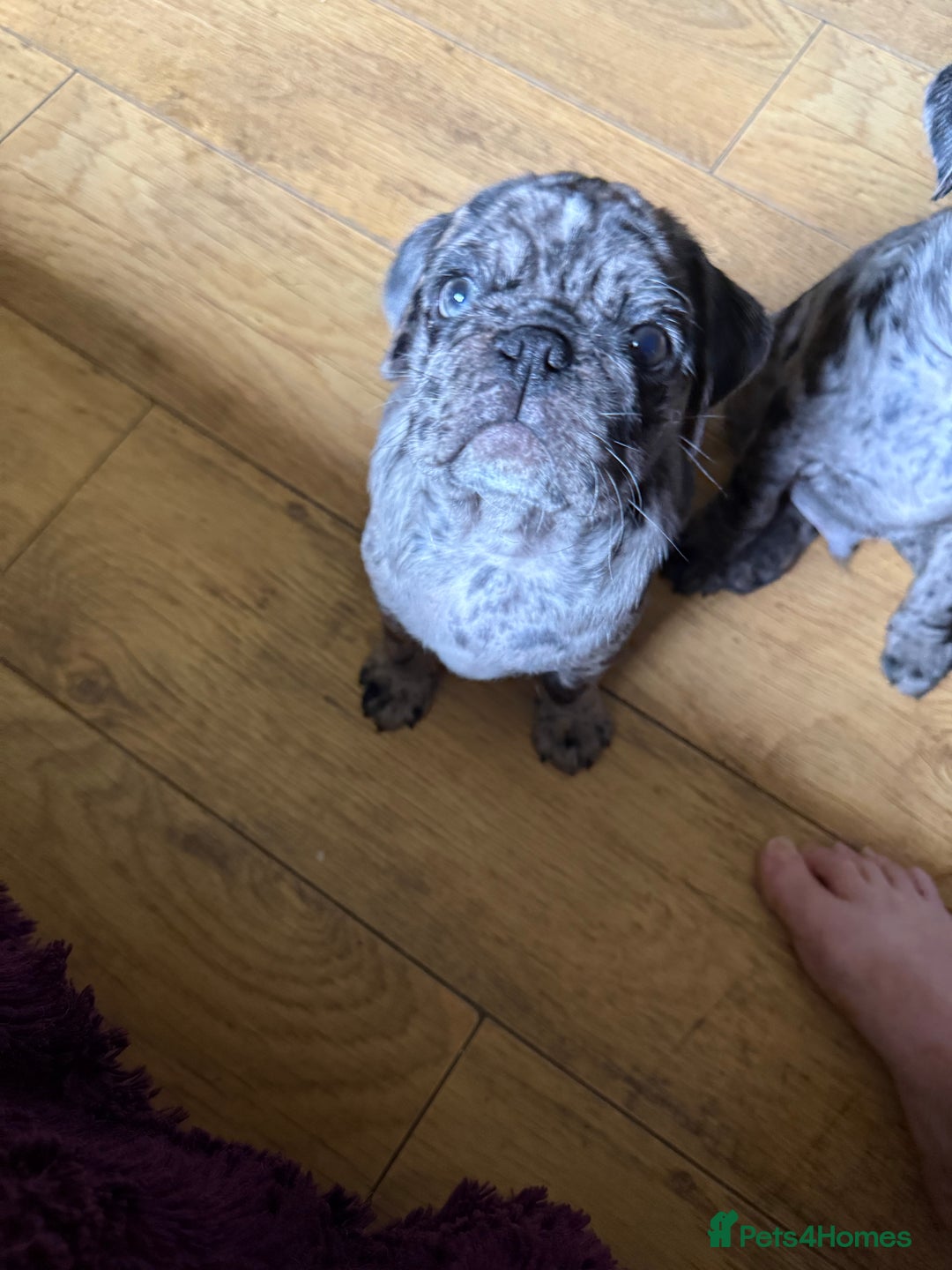 Pug dogs for sale: Merle pug puppies  - Image 4