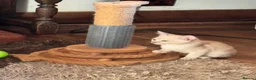 Burmese cats for sale: Gorgeous Playful Loving Burmese Kittens  - Advert 6