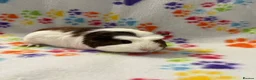 Guinea Pig rodents for sale: 8 week old ready to leave gorgeous guinea pigs   - Advert 7