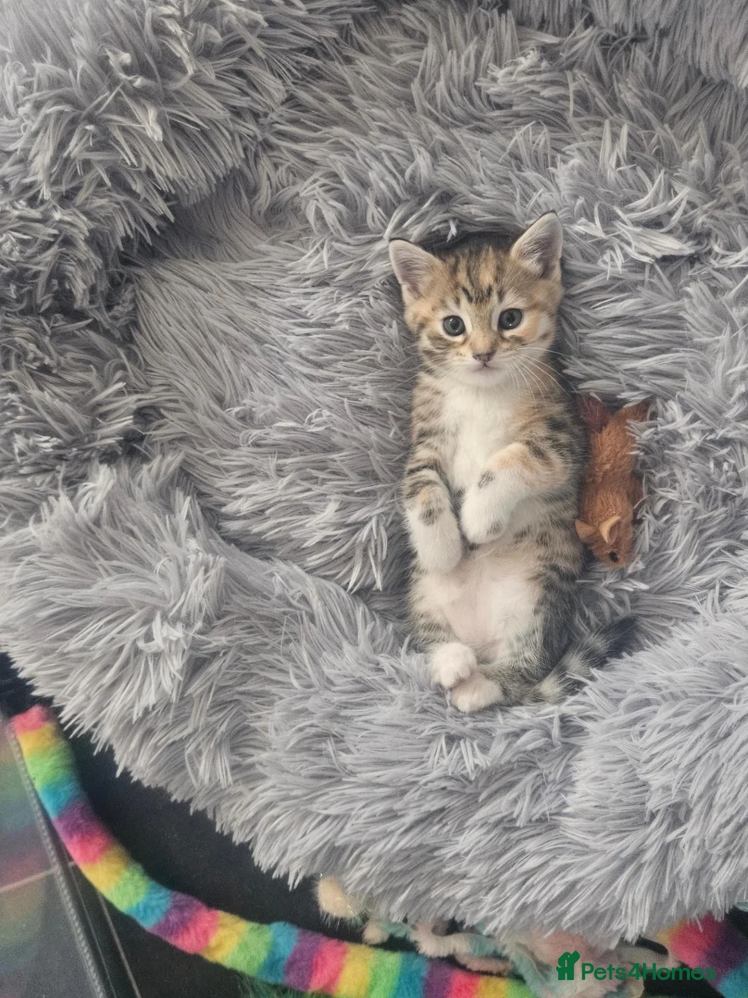 Mixed Breed cats for sale: Part bengal kittens. - Advert 8