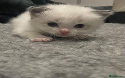 Ragdoll cats for sale: Pure Breed bi colour blue Ragdoll Kittens - Image 8