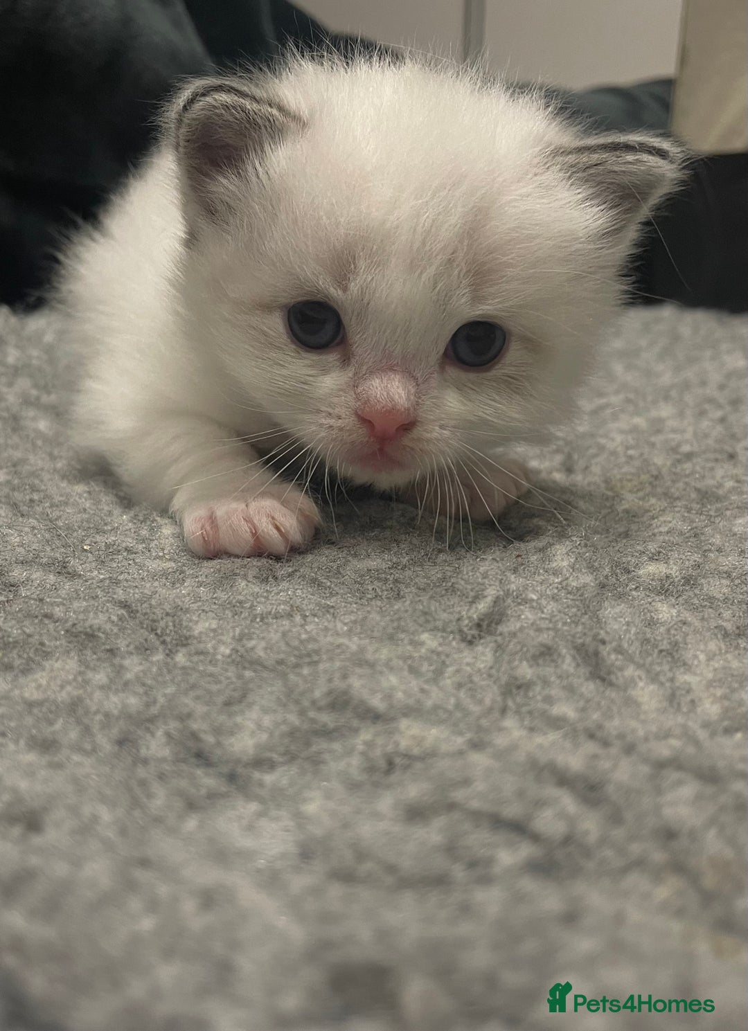 Ragdoll cats for sale: Pure Breed bi colour blue Ragdoll Kittens - Image 8