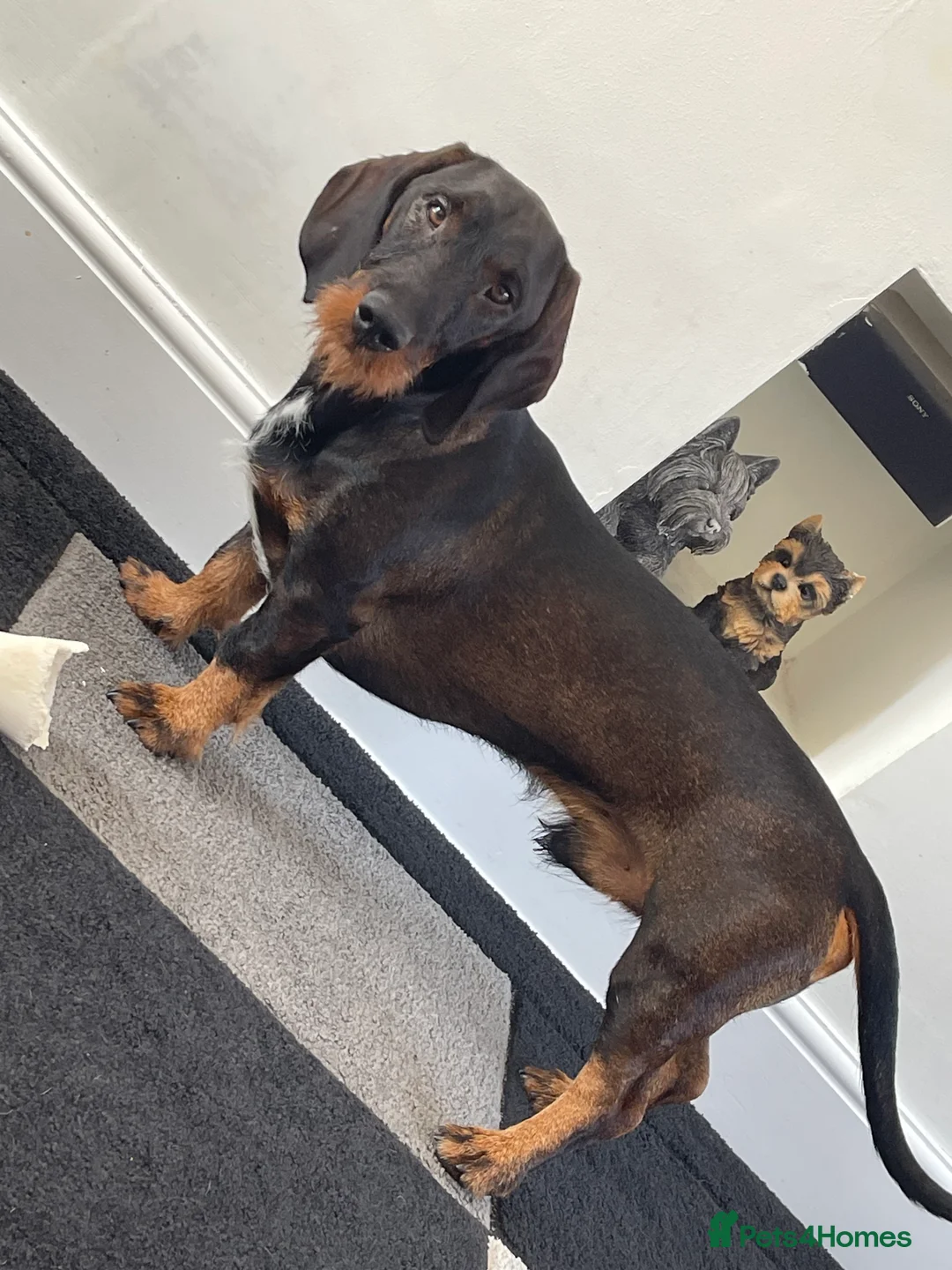 Dachshund dogs for stud: Dachshund standard (Teckle)  - Advert 6