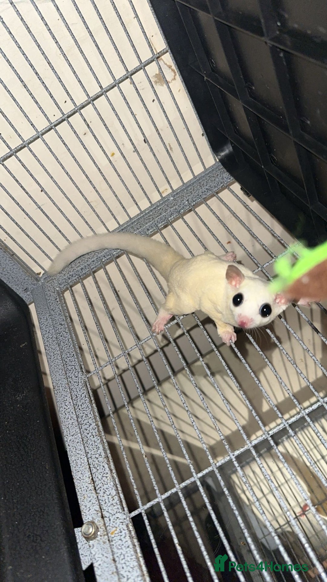 Sugar Glider rodents for sale: Classic Grey and Leucistic - Image 5