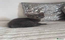 American Shorthair cats for sale: American short haired cross Norwegian forest cat - Image 1
