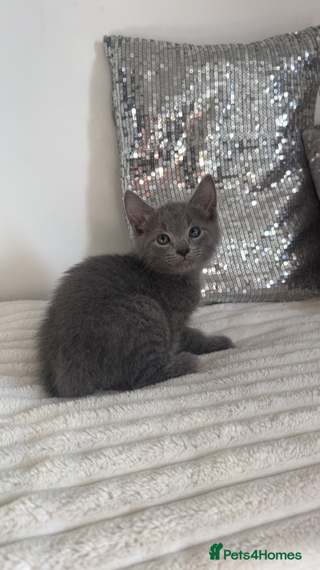 American Shorthair cats for sale: American short haired cross Norwegian forest cat - Image 1