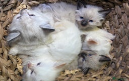 Ragamese cats for sale: Ragamese - Ragdoll x Siamese adorable kittens  - Image 16