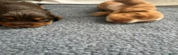 Cocker Spaniel dogs for sale: KC Working cocker spaniels  in Stoke-on-Trent - Advert 8