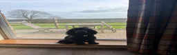 Cocker Spaniel dogs for stud: Cocker spaniel Stud  - Advert 7