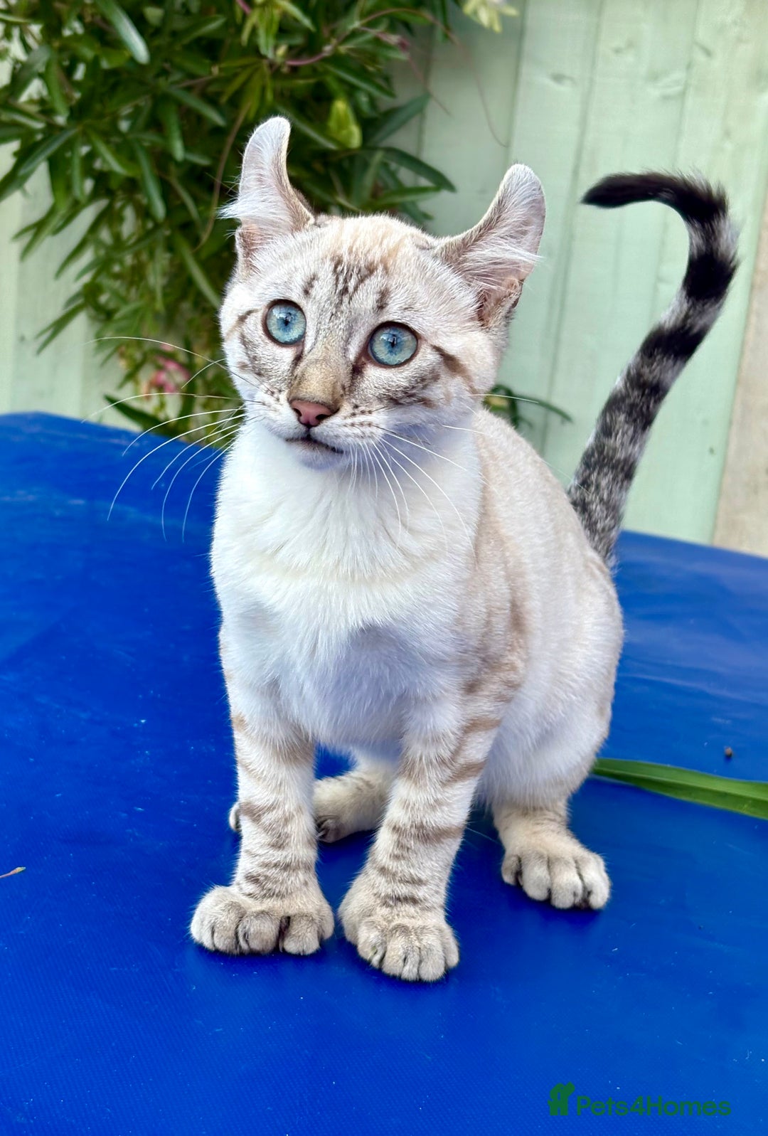 Keetso cats for sale: Wild looking polydactyl curled eared snow leopard  - Image 23